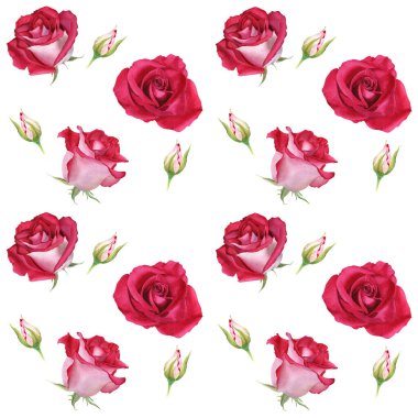 Çiçekli suluboya desen çiçek açar ve tomurcuklanır. Beyaz arka planda izole edilmiş botanik suluboya çizimi. Sarma, duvar kağıdı, kumaş, tekstil için.