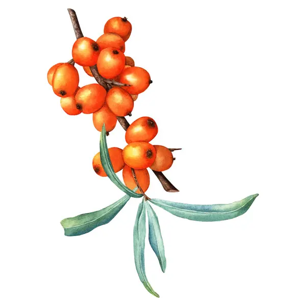 Sea buckthorn orange fruit branch with leaves. Hand drawn botanical watercolor illustration isolated on white background. For clip art, cards, menu, label, package