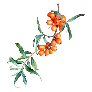 Deniz dikenli portakal armudu dalı. El çizimi botanik suluboya çizimi beyaz arka planda izole edilmiş. Klip sanatı, kartlar, menü, etiket, paket