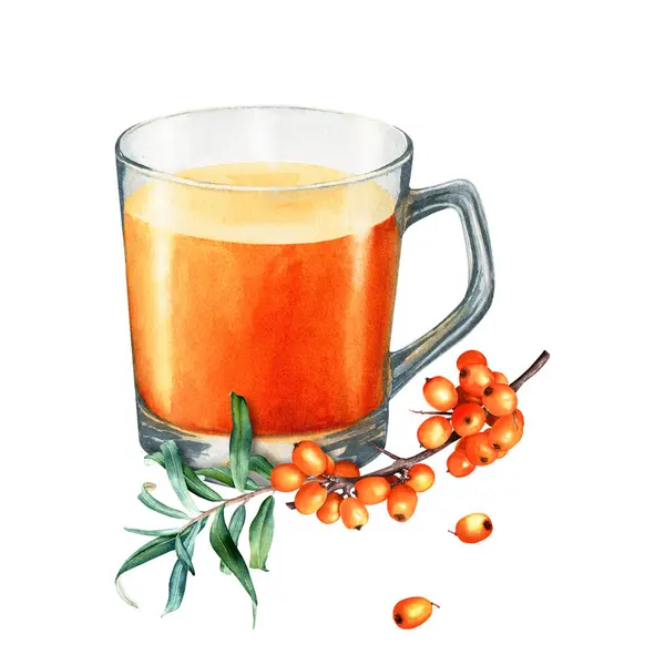 Hot orange berries drink, tea in transparent glass cup and sea buckthorn branch. Hand drawn watercolor food illustration isolated on white background. For clip art, cards, menu, label, package