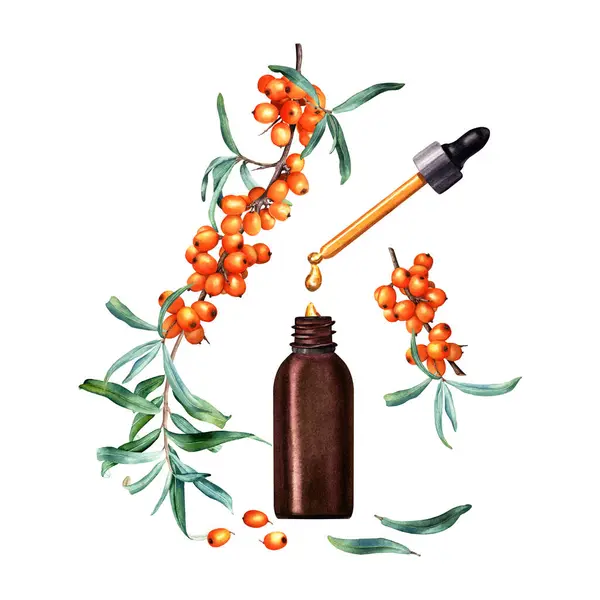 Composition with sea buckthorn branches and small brown glass bottle dropper and pipette with cosmetic oil, serum or medicine drops. Watercolor illustration isolated on white. For clip art, template