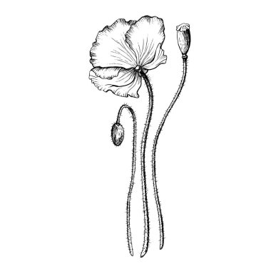 Gelincik çiçeği kompozisyonu. El çizimi botanik vektör çizimi. Vahşi çiçek monokrom çizimi. Siyah doğrusal tasarım beyaz arkaplanda izole edildi.