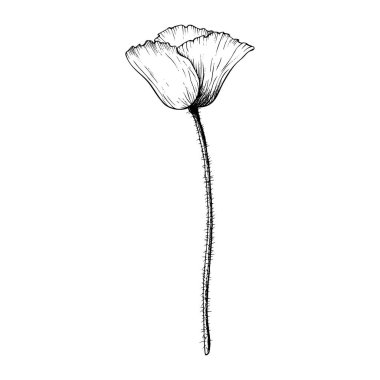 Haşhaş çiçeği grafiği. Siyah mürekkeple çizilmiş el çizimi botanik vektör çizimi. Vahşi çiçek monokrom çizimi. Siyah doğrusal tasarım beyaz arkaplanda izole edildi.