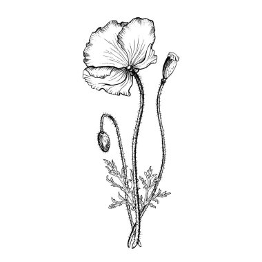 Çiçekli haşhaş çiçeği kompozisyonu, tomurcuk ve tohum kutusu. El çizimi botanik vektör çizimi. Vahşi çiçek monokrom çizimi. Siyah doğrusal tasarım beyaz arkaplanda izole edildi.