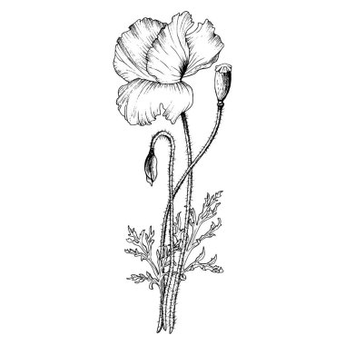 Gelincik çiçeği kompozisyonu. Siyah mürekkeple çizilmiş el çizimi botanik vektör çizimi. Vahşi çiçek monokrom çizimi. Siyah doğrusal tasarım beyaz arkaplanda izole edildi.