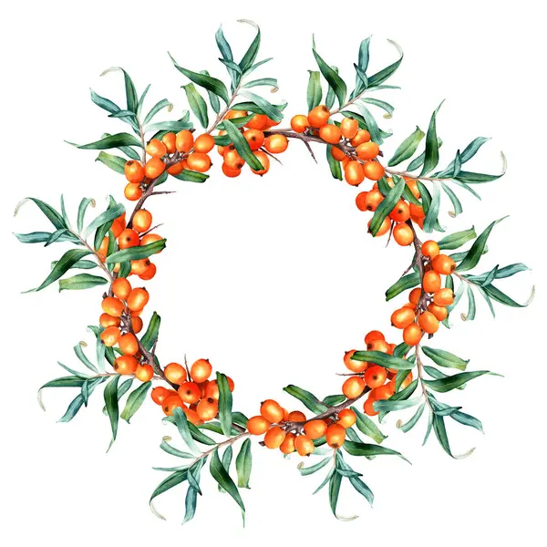 Wreath frame with with medicinal plant sea buckthorn branches. Hand drawn watercolor botanical illustration isolated on white background. For clip art, cards, invitation, label, package.