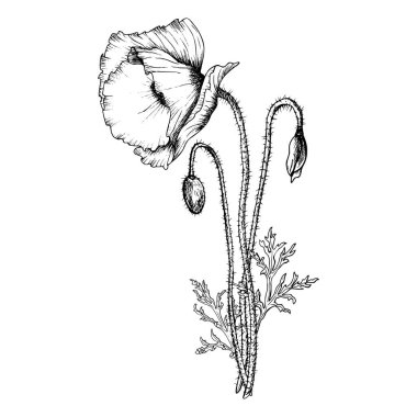 Haşhaş çiçeği grafik kompozisyonu. Siyah mürekkeple çizilmiş el çizimi botanik vektör çizimi. Vahşi çiçek monokrom çizimi. Siyah doğrusal tasarım beyaz arkaplanda izole edildi.
