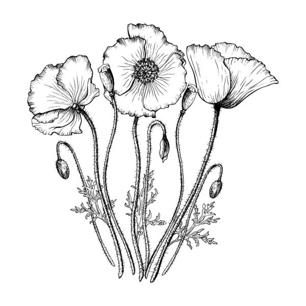 Blooming Poppy flowers and buds graphic composition. Hand drawn botanical vector illustration in outline style. Wild flower monochrome sketch. Black linear design isolated on white background.