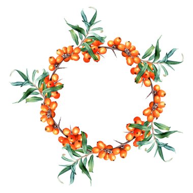 Tıbbi bitki olan deniz dikenli dallarla suluboya çelenk çerçevesi. El çizimi botanik çizimi beyaz arka planda izole edilmiş. Klip sanatı, kartlar, davetiye, etiket, paket.