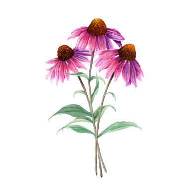 Bitki özü Coneflower, Echinacea. El çizimi botanik suluboya çizimi beyaz arka planda izole edilmiş. Tebrik kartı, davetiye, klip sanatı, çıkartma
