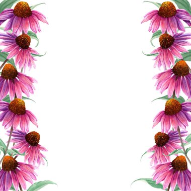 Bitki çiçekli suluboya çerçeve Coneflower, Echinacea. El çizimi botanik suluboya çizimi beyaz arka planda izole edilmiş. Tebrik kartı, davetiye, klip sanatı, çıkartma