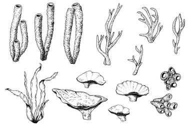 Su altı yosunları ve mercanları. Beyaz arkaplanda el çizimi siyah-beyaz vektör çizimi. Klip sanatı, kartlar, paket için