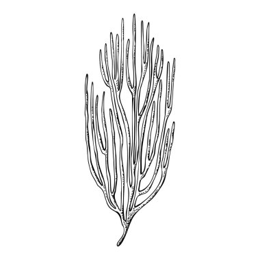 Deniz yelpazesi mercan resifi sualtı organizasyonu. El çizimi vektör çizimi beyaz arkaplanda izole edildi. Grafik siyah-beyaz çizim stili. Şarjör sanatı, dekor, paket, simge