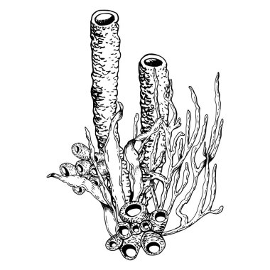 Deniz, okyanus mercan resifi, su altında deniz tabanında yaşayan organizmaların bileşimi. El çizimi vektör çizimi beyaza izole edildi. Grafik siyah-beyaz çizim stili. Klip sanatı, posterler, paket için