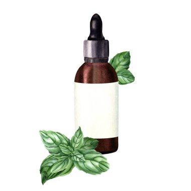 Fesleğen dalı ve kahverengi cam şişeyle kompozisyon. Düşürücü ve kozmetik yağı için etiket. El çizimi suluboya çizimi beyaza izole edilmiş. Klip sanatı, şablon, etiket için