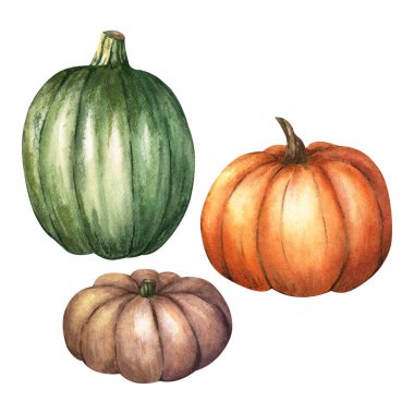 Klasik sonbahar sebze kabağı seti. Farklı tipler ve renkler. El çizimi suluboya çizimi. Beyaz arka planda izole edilmiş. Klip sanatı, kartlar, davetiye, etiket, paket, poster için