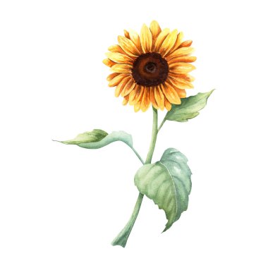 Yaygın ayçiçeği yıllık forb bitkisi. El çizimi botanik suluboya çizimi beyaz arka planda izole edilmiş. Klip sanatı, kartlar, menü, etiket, paket