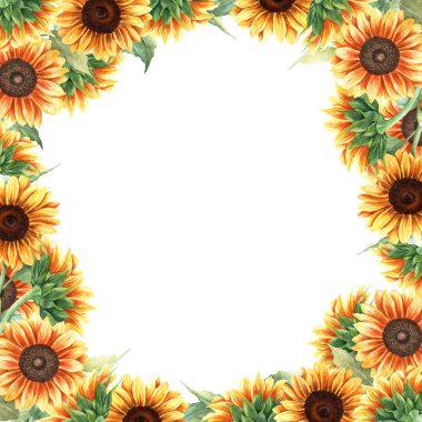 Sarı ayçiçekli suluboya kare çerçeve, canlı bitkiler. El çizimi botanik suluboya çizimi beyaz arka planda izole edilmiş. Tebrik kartı, davetiye, klip sanatı, çıkartma