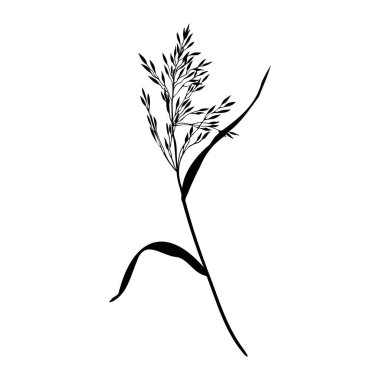 Silhouette of branch of grass, bluegrass, creeping bent. Hand drawn vector illustration isolated on white. Sketch in line art style painted by black inks. For clipart, banner, cards, invitation clipart