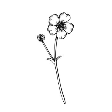 Yaban çiçeğinin küçük bir dalı. Taslak biçiminde vektör el çizimi. Botanik çizim. İzole edilmiş beyaz arkaplanda siyah bir çizgi çiz. Klip sanatı, kartlar, paket için