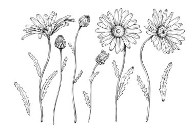 Bir demet yabani çiçek açan papatya tomurcukları ve yaprakları. Vektör çizimi. Siyah mürekkeple çizilmiş eskiz. Beyaz izole arka planda siyah çizgi. Koleksiyon sanatı, tebrik kartı, paket, paket