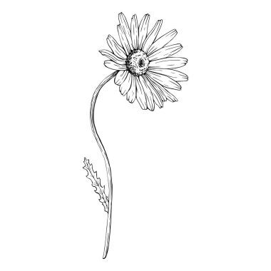 Çiçekli kır çiçeği papatyası. El çizimi vektör çizimi. Botanik çizim. Siyah mürekkeple çizilmiş eskiz. Beyaz izole arka planda siyah çizgi. Clipart, tebrik kartı, paket paketi