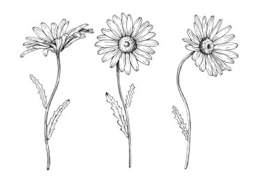 Bir demet kır çiçeği papatyası. El çizimi vektör çizimi. Katılım çizimi. Siyah mürekkeple çizilmiş eskiz. Beyaz izole arka planda siyah çizgi. Clipart için, tebrik kartı, paket, paket
