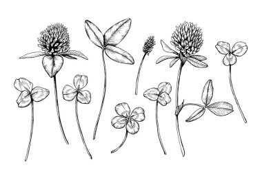 Bir grup yabani çiçek açan yonca tomurcukları ve yapraklar. El çizimi vektör çizimi. Siyah mürekkeple çizilmiş eskiz. Beyaz izole arka planda siyah çizgi. Clipart için, tebrik kartı, logo, paket