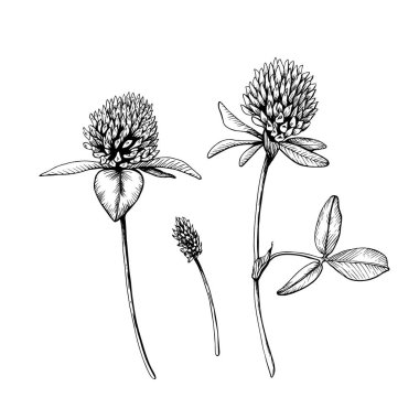 Bir grup çiçek açan yonca seti. El çizimi botanik vektör çizimi. Siyah mürekkeple çizilmiş eskiz. Beyaz izole arka planda siyah çizgi. Clipart için, tebrik kartı, paket