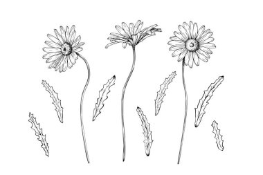 Bir demet kır çiçeği papatyası ayrı ayrı açar ve ayrılır. El çizimi vektör çizimi. Katılım çizimi. Siyah mürekkeple çizilmiş eskiz. Clipart için, tebrik kartı, paket, paket