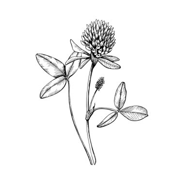 Yaban çiçeği açan yonca. El çizimi botanik vektör çizimi. Eskiz, siyah mürekkep çizgisi tarafından beyaz izole arkaplana çizilmiş. Clipart için, tebrik kartı, paket, etiket