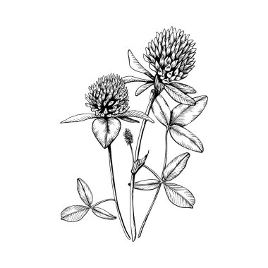 Şifalı yabani bitkilerin çiçek açtığı bir kompozisyon. El çizimi botanik vektör çizimi. Eskiz, siyah mürekkep çizgisi tarafından beyaz izole arkaplana çizilmiş. Clipart için, tebrik kartı, paket