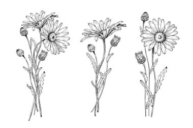 Çiçek açan kır çiçeği buketi papatyalar ve tomurcuklar açar. El çizimi vektör çizimi. Katılım çizimi. Siyah mürekkeple çizilmiş eskiz. Beyaz izole arka planda siyah çizgi. Clipart, card, package için