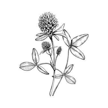 Şifalı yabani bitki yoncalarıyla bestelenmiş. El çizimi botanik vektör çizimi. Eskiz, siyah mürekkep çizgisi tarafından beyaz izole arkaplana çizilmiş. Clipart için, tebrik kartı, paket, etiket