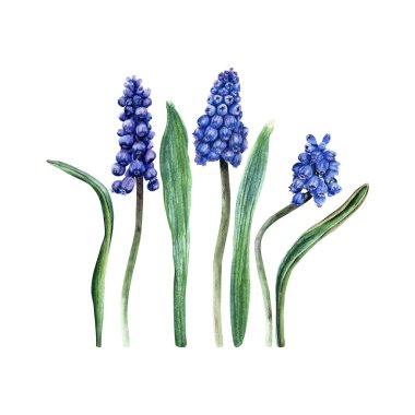Mavi üzümlü sümbül seti, Muscari çiçekleri ve yaprakları. El çizimi botanik suluboya çizimi beyaz arka planda izole edilmiş. Klip sanatı, kartlar, davetiyeler için