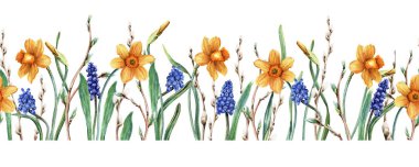Seamless border made of pussy willow, sallow branches, yellow daffodils, narcissi, blue grape hyacinth, muscari. Hand drawn botanical watercolor illustration isolated on white. For clip art cards