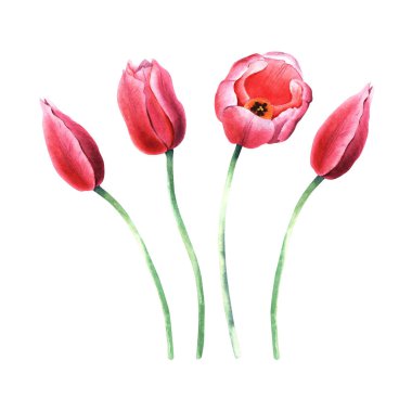 Bir dizi pembe lale çiçek açar. El çizimi botanik suluboya çizimi beyaz arka planda izole edilmiş. Klip sanatı, kartlar, davetiyeler için