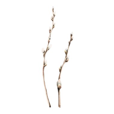 A set of pussy willow, catkins branches. Hand drawn botanical watercolor illustration isolated on white background. For clip art greeting cards, invitation, packages.