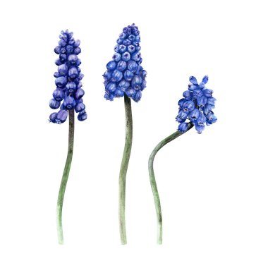 Mavi üzümlü sümbül seti, Muscari çiçekleri. El çizimi botanik suluboya çizimi beyaz arka planda izole edilmiş. Klip sanatı, kartlar, davetiyeler için