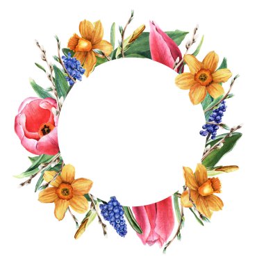 Round frame, wreath with daffodils, narcissi, pink tulips and blue grape hyacinth, muscari, pussy willow branches. Hand drawn botanical watercolor illustration isolated on white. For clip art, cards