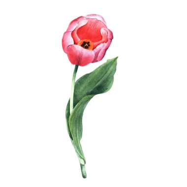 Pembe çiçek lalesi. El çizimi botanik suluboya çizimi beyaz arka planda izole edilmiş. Klip sanatı, kartlar, davetiyeler için