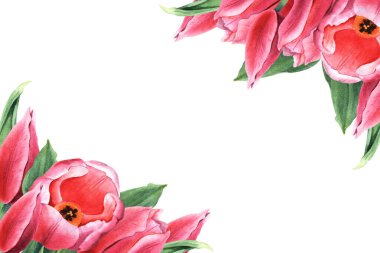 Pembe laleler, çiçekler, tomurcuklar ve yapraklardan oluşan dikdörtgen bir çerçeve. El çizimi botanik suluboya çizimi beyaz arka planda izole edilmiş. Koleksiyon sanatı, tebrik kartları, davetiye.