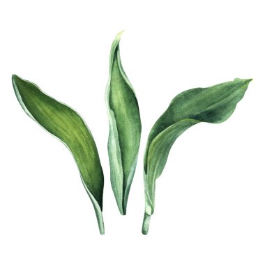 Lale yaprakları. El çizimi botanik suluboya çizimi beyaz arka planda izole edilmiş. Klip sanatı, kartlar, davetiyeler için