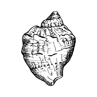 Siyah beyaz çizim tarzında deniz kabukları. Deniz kabuğu eşsiz çıkıntılara ve dokulara sahiptir, deniz yumuşakçalarının doğal güzelliğini ve yapısını ince detaylarıyla yakalar, kıyı ya da deniz teması için idealdir. El çizimi vektör çizimi beyaza izole edildi