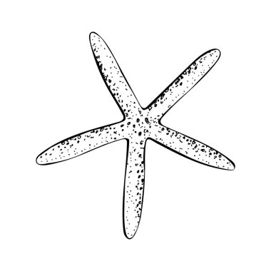 Beş uzun kolu ve noktalı dokusu olan bir denizyıldızı. Deniz yıldızı eliyle çizilmiş vektör çizimi siyah mürekkeple boyanmış. Beyaz arkaplanda izole edilmiş çizim çizimi. Kartlar, paketler, etiketler için.