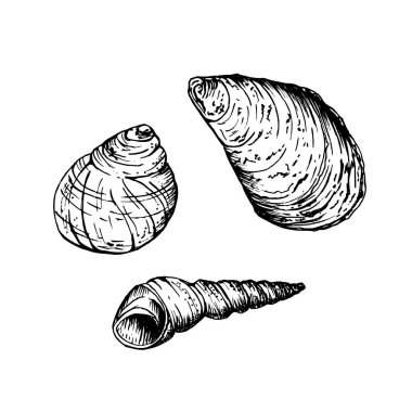 Üç farklı deniz kabuğu seti. Yuvarlak bir salyangoz kabuğu, daha büyük kıvrımlı bir kabuk ve ince bir sarmal kabuk. Siyah mürekkeple çizilmiş bir çizim. El çizimi vektör çizimi beyaza izole edildi.