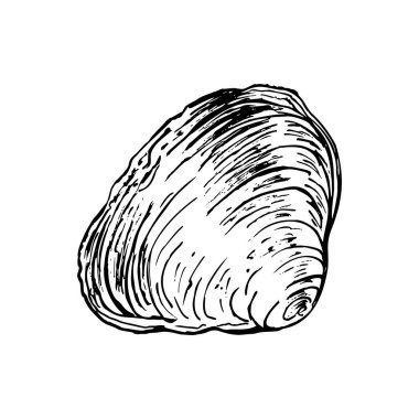 Dönen şekilleri ve doğal kıvrımları olan tek bir dokulu deniz kabuğu. El çizimi siyah-beyaz vektör çizimi. Çizim beyaza izole edilmiş. Sahil temalı sanat eserleri, eğitim materyalleri veya okyanus tasarımları için ideal.