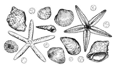 Detaylı siyah-beyaz vektör çizimleri. Çeşitli deniz kabukları, iki deniz yıldızı ve küçük kabarcıklar. Bu deniz temalı koleksiyon plaj dekorasyonu, okyanus sanatı veya deniz tasarımı projeleri için idealdir..