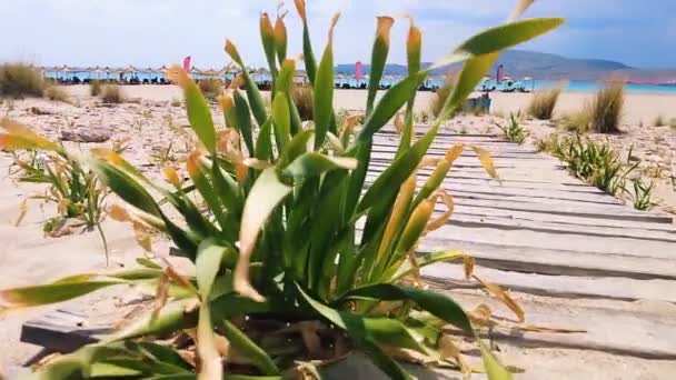 美しい夏の島晴れた日 — ストック動画