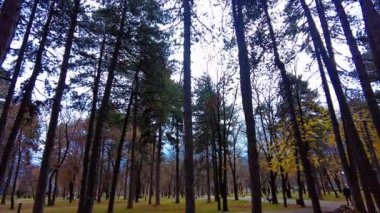 Beautiful day out in the forrest